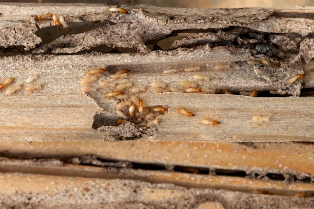 Best Pest Removal Services  in Dooms, VA